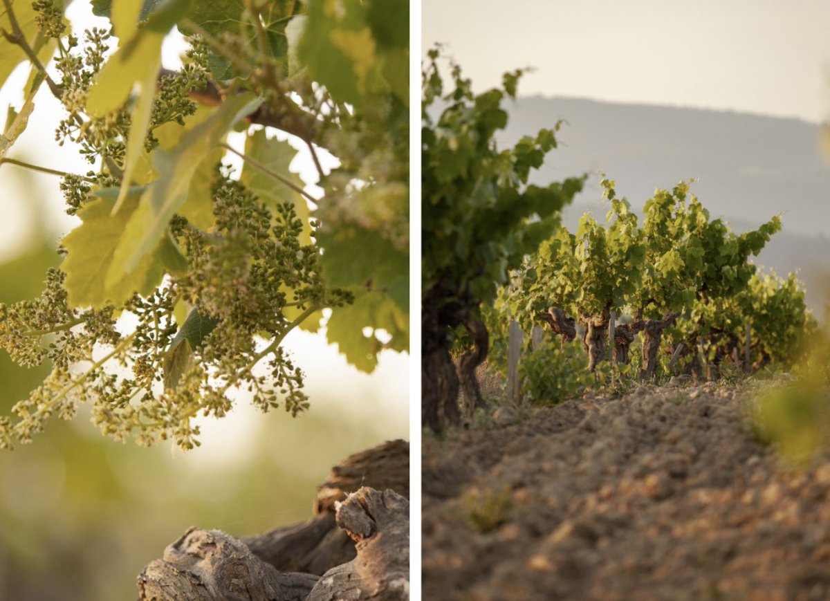 RaventosiBlanc's tweet photo. [EL VIATGE ]

La primavera omple de vida la #finca #RiBlog🌼

Descobreix al blog els darrers treballs de #viticultura a la finca, des dels treballs de #biodinámica fins a la #PodaenVerd, que hem avançat per la manca de pluja.🌱👇
https://t.co/T71xLsg9ZZ https://t.co/wuXsorD6cs