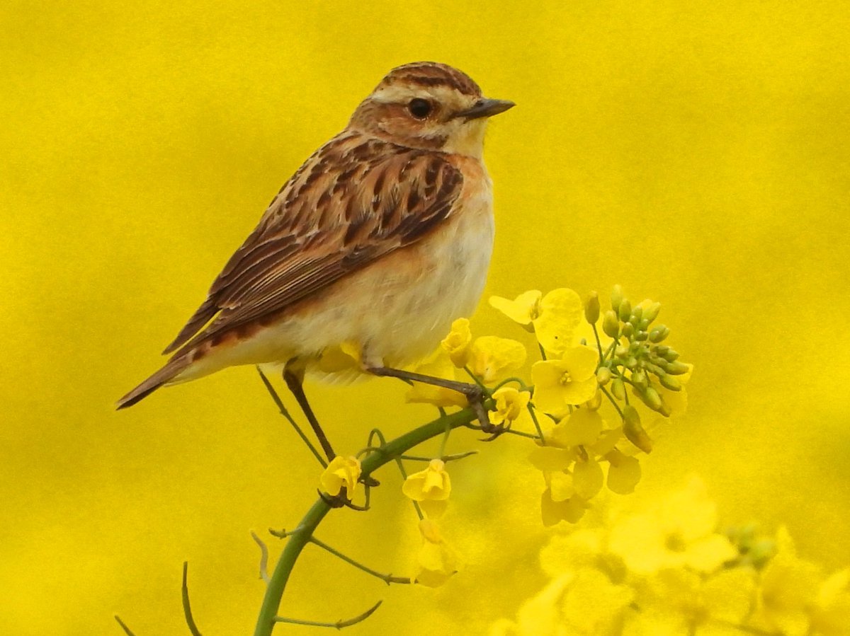 #GlosBirds A lovely female Winchat only my 2nd ever in the oilseed rape field at the back of the sailing lake,  Frampton around noon today.