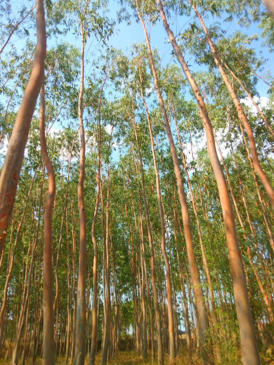 deeps550's tweet photo. #forest #NaturePhotography https://t.co/YkNJBpcYJQ