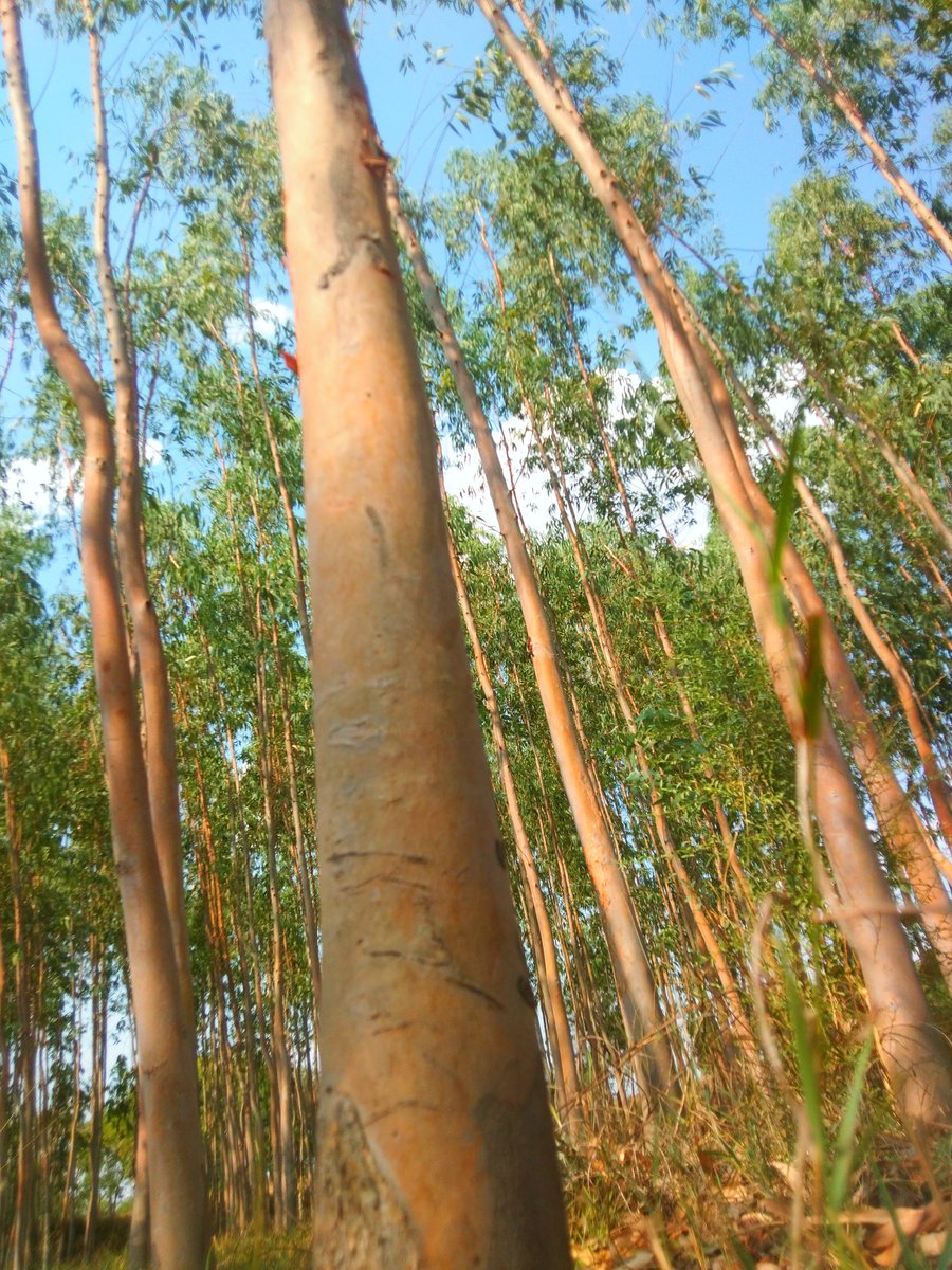 deeps550's tweet photo. #forest #NaturePhotography https://t.co/YkNJBpcYJQ