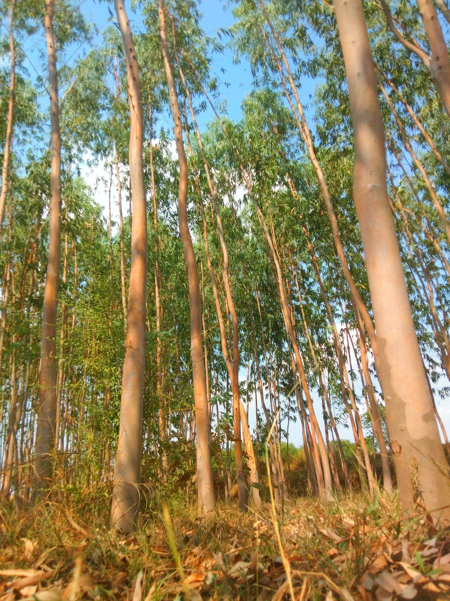 deeps550's tweet photo. #forest #NaturePhotography https://t.co/YkNJBpcYJQ