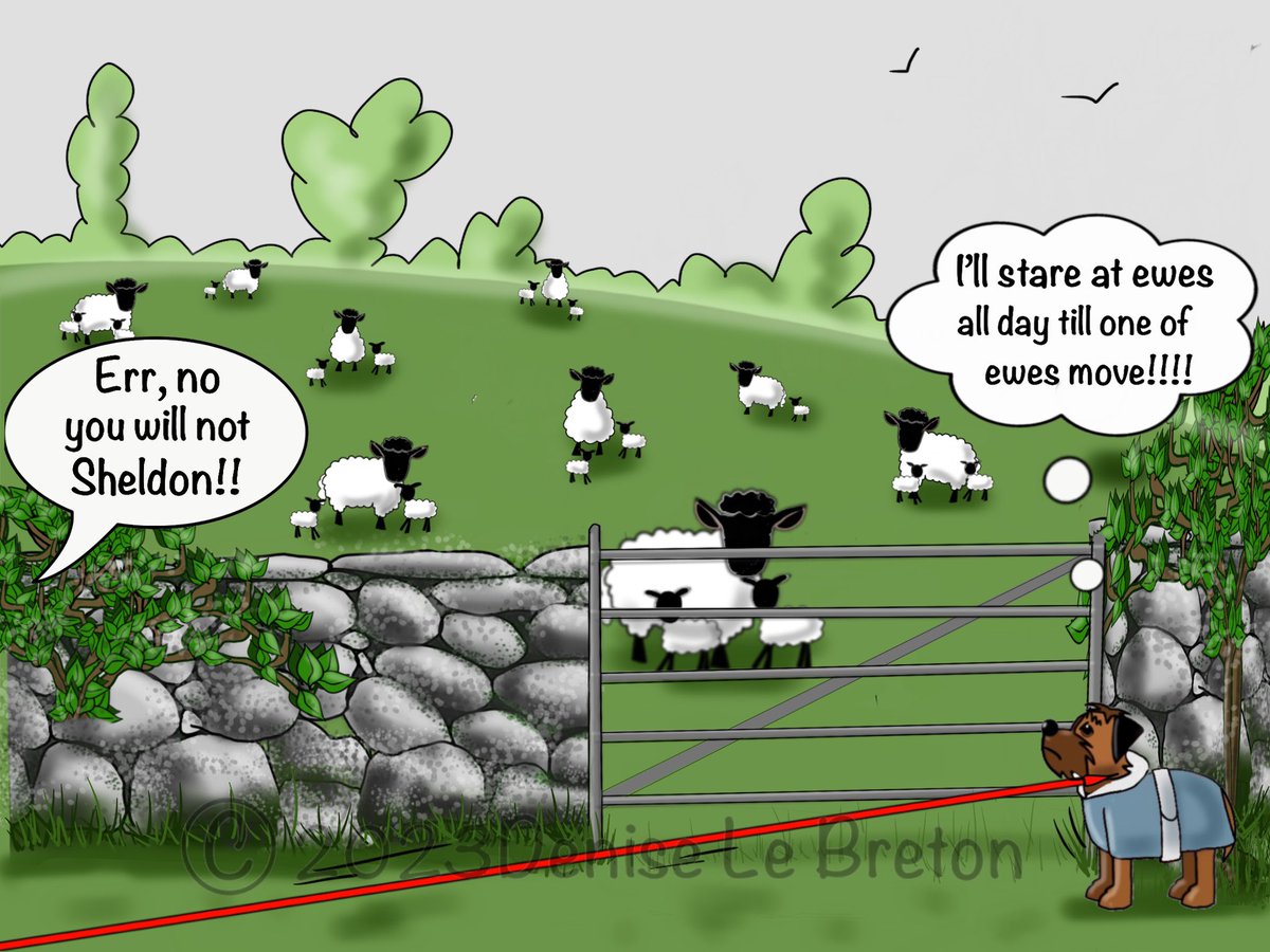 Sheldon the Border Terrier tweet media