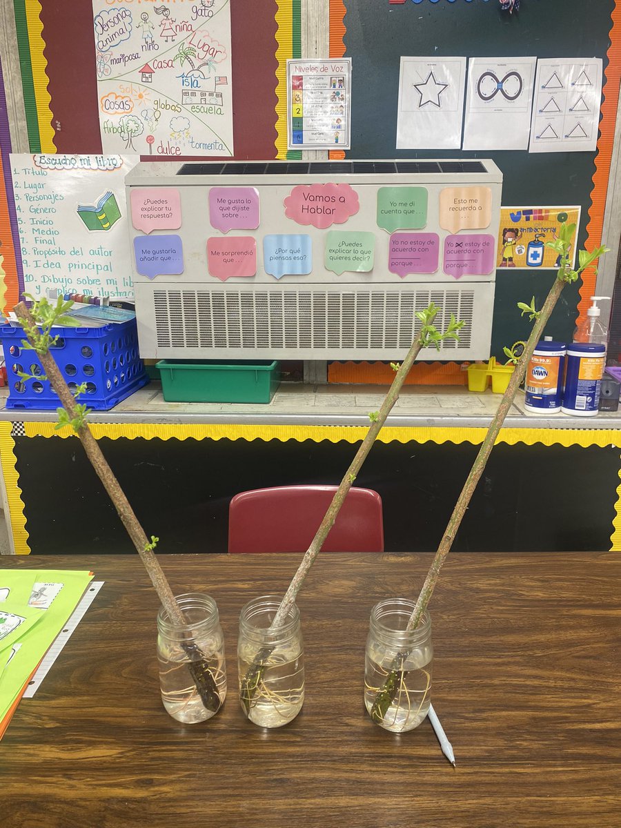 Erika15908488's tweet photo. Kids are taking care of black willows, N.C native trees , and journaling changes! #GlobalActionProjects #GlobalLeaders #UnitingOurWorld @ParticipateLrng #ElonEd https://t.co/BM1cvvruCD