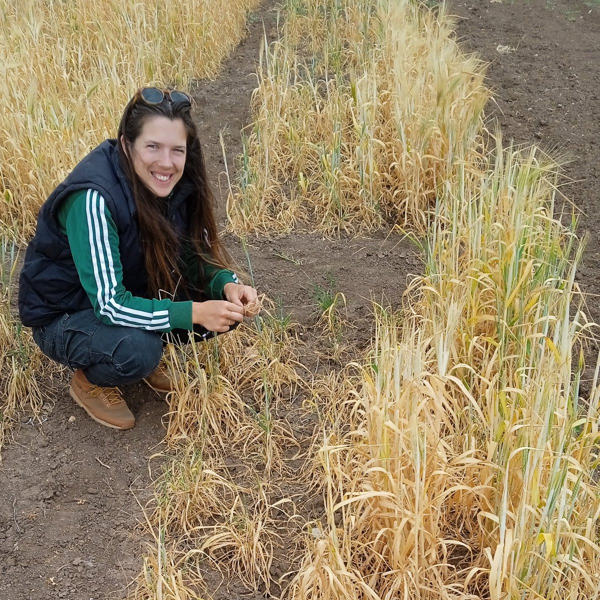 Last week was barley-week: Great tour around Morocco with the <a href="/caigeproject/">CAIGE</a>,  visiting the fields of <a href="/Miguel_ICARDA/">Miguel Sanchez-Garcia</a> and passing by the stunning landscapes shaped by the efforts of local farmers. Great to also meet fellow WICs <a href="/LZ_ACRCP/">Laura Ziems</a> through this project 🌾🍻