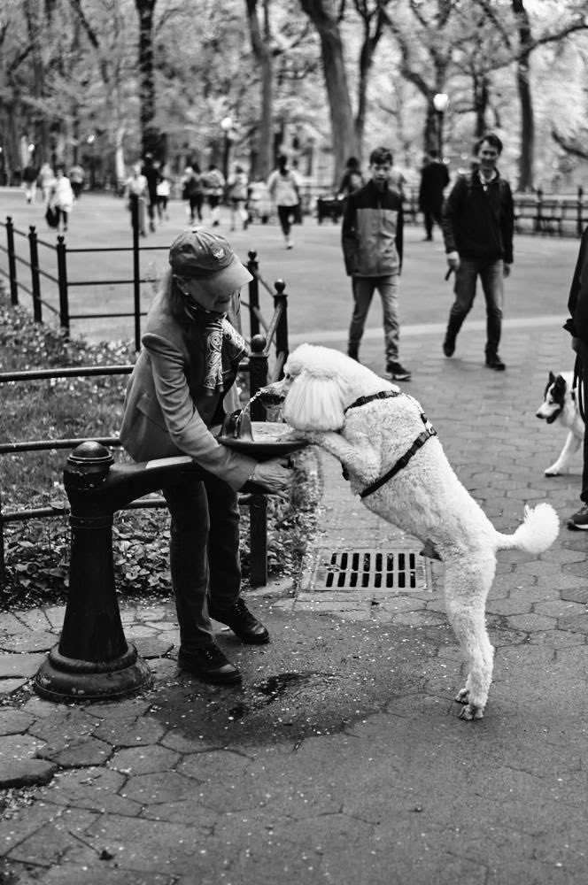 It’s a dogs world. New York City 
Copyright Phil Penman

#streetphotography #leica #nyclife #nycphotographer #fineart #fineartphotography