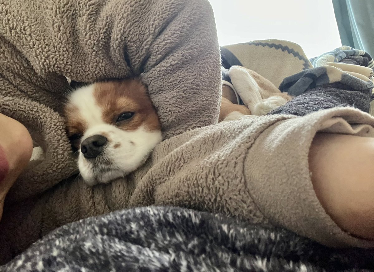 tenchan_0101's tweet photo. 疲れて��てたらいきなり顔突っ込んできた😅💦と思ったら…寝た💤

#キャバリア　#キャバリアブレンハイム　#dog #寝顔　#pic #癒し https://t.co/H67WOj7c6u