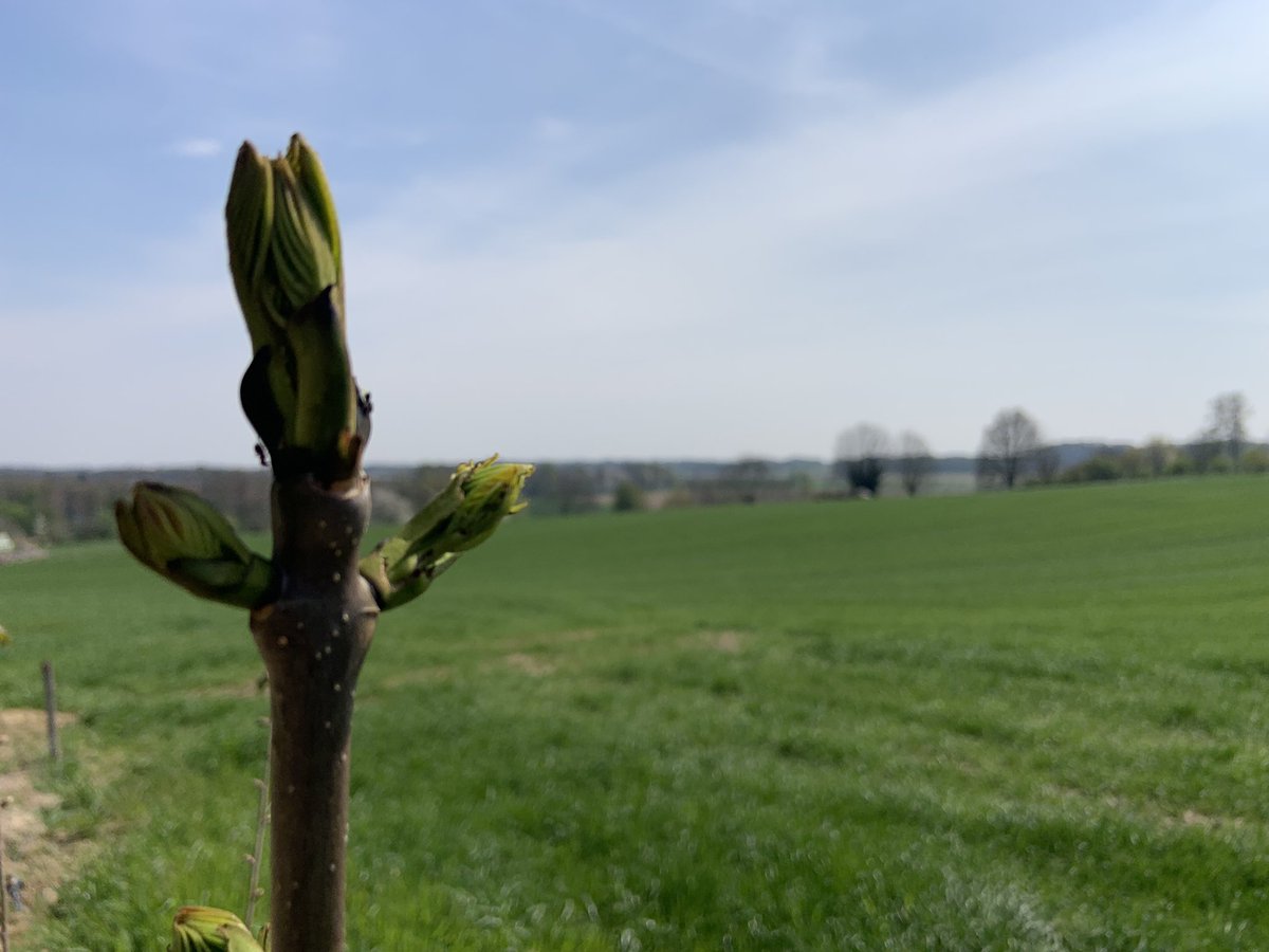Westrik's tweet photo. Natuurschoon. Onderweg in de buurt van #Doenrade 🚶🏻🚶‍♀️🥾 op naar een pintje. 🍺 https://t.co/hJRwVajmjD
