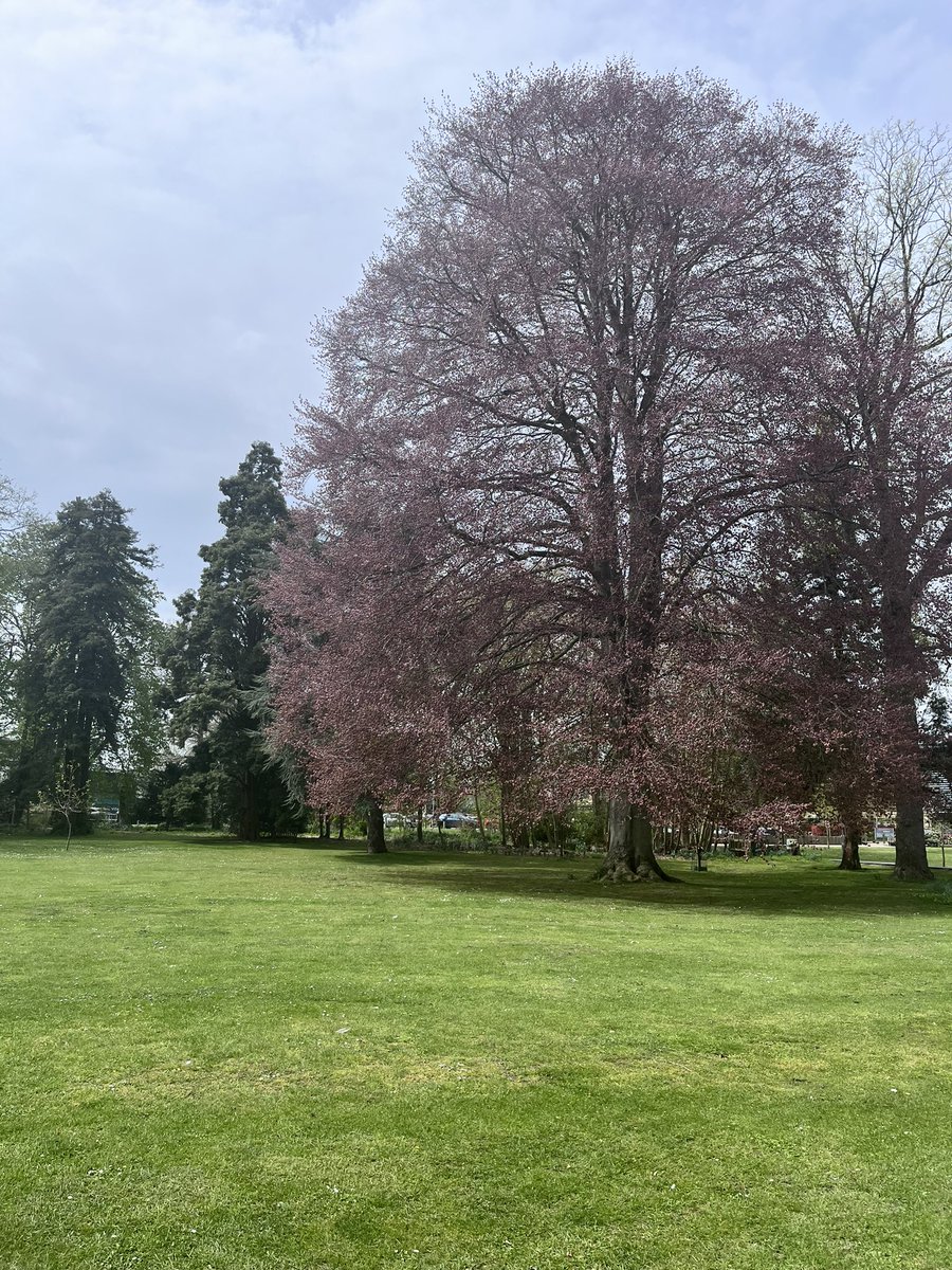 Mel_Chambers76's tweet photo. A productive HCA forum and then a quick opportunity to get out of the office and into the lovely grounds of Broomfield Hospital. #springtime @MSEHospitals @kellyMcgovern21 @DianeSarkar @MSEloveNURSING https://t.co/RffTC5UkVW