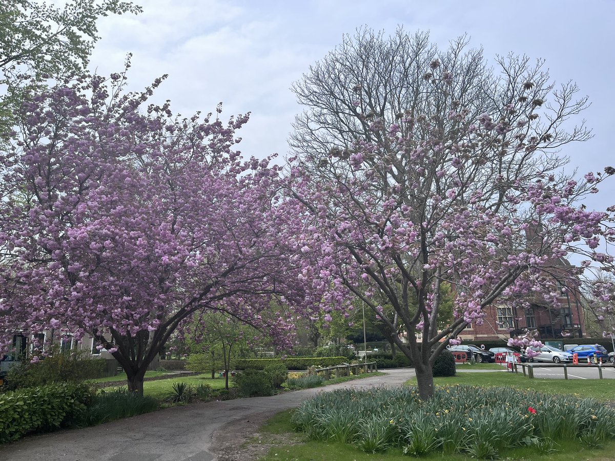 Mel_Chambers76's tweet photo. A productive HCA forum and then a quick opportunity to get out of the office and into the lovely grounds of Broomfield Hospital. #springtime @MSEHospitals @kellyMcgovern21 @DianeSarkar @MSEloveNURSING https://t.co/RffTC5UkVW
