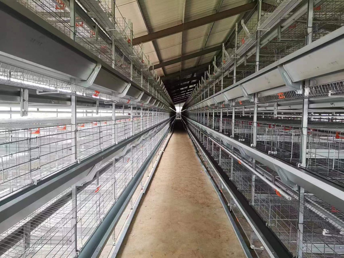 Today's happiness comes from this: our layer equipment is almost finished installation in our customers's local place, and the next is: welcome  our lovely layer chicken, get ready to be full of harvest 🌹🌹🌹#chickencage#manufacture#poultryequipment