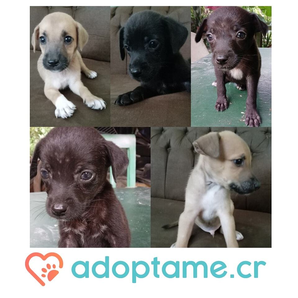 adoptame_cr's tweet photo. Cachorr@s en adopción responsable 

Son cinco cachorr@s en adopción son cariños@s y juguetones.Son 3 hembras y 2 machos ,edad 2 meses.
.
.
.
Información de adopción en @adoptame.cr

 #mascotascr #mascotascostarica #AdopcionesResponsables https://t.co/CIExEaRCmz https://t.co/sCVjlcAAkF