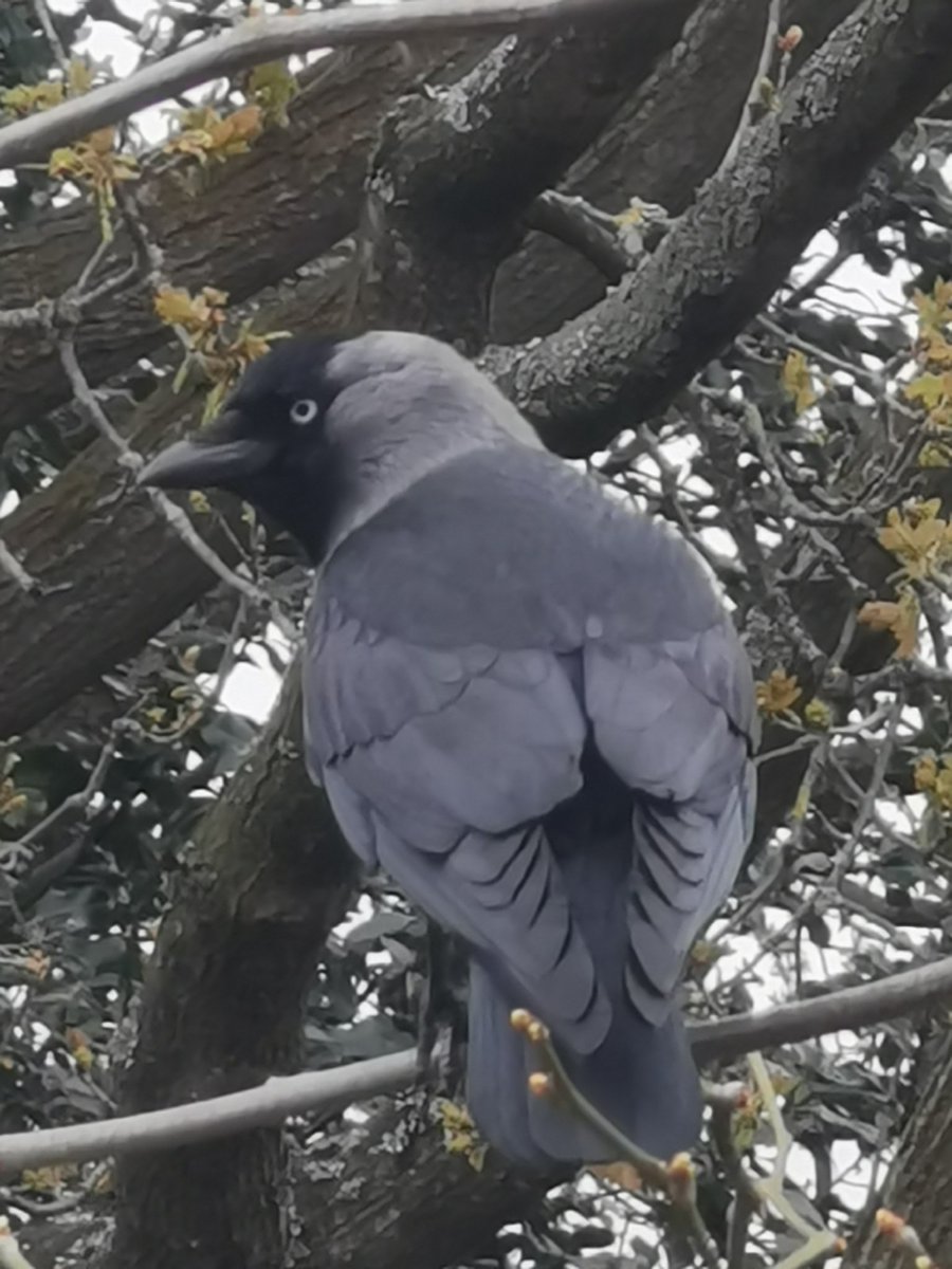 Casual jackdaw sitting right in front of my window.
Pretty birdie