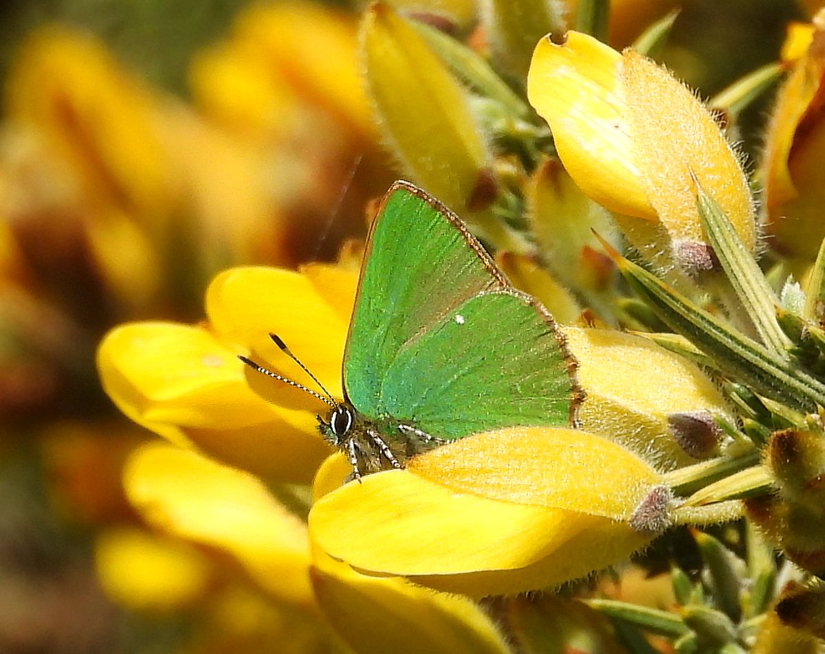 BCConservators's tweet photo. Is there anything more vibrant than a Green Hairstreak resting on Gorse?
Green Hairstreak butterflies are on the wing from now until June.
Small colonies of the Green Hairstreak butterfly can be found on #BansteadDowns, #ParkDowns and #BansteadHeath.
๐ธ Sonia Hammond on BDs https://t.co/vVEwphHtIl