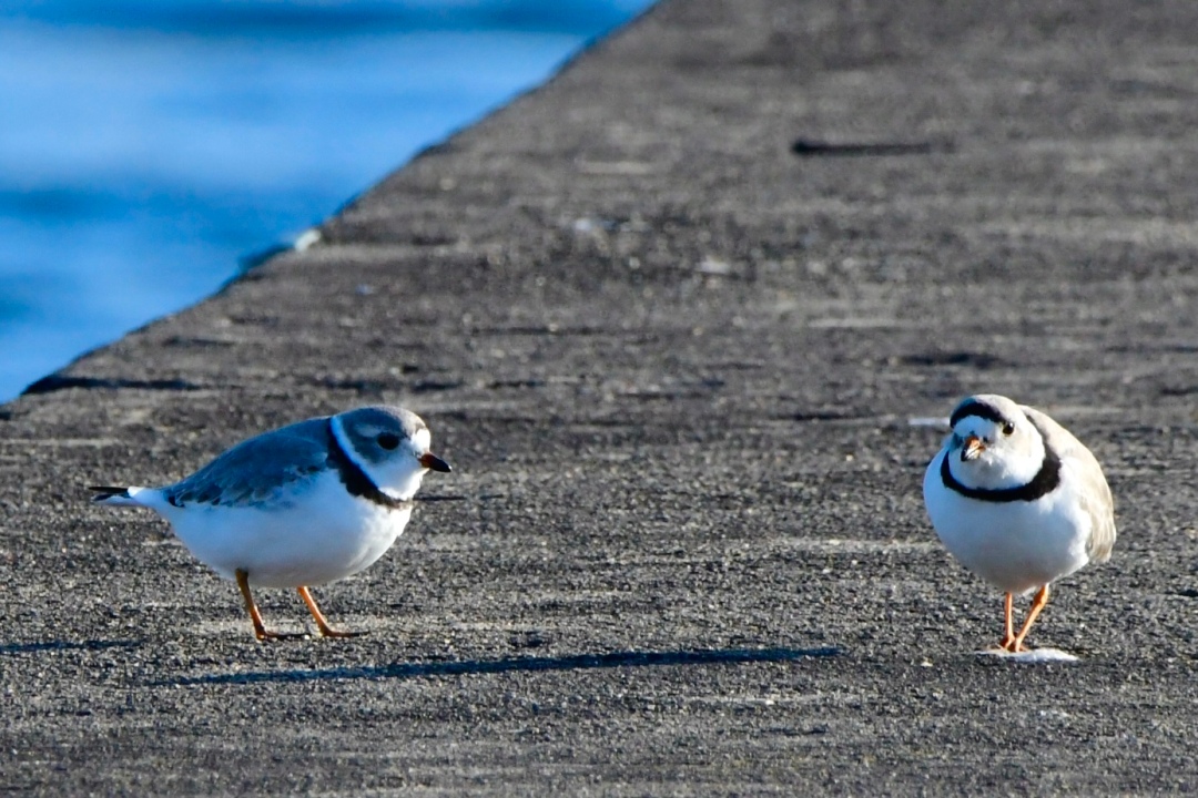 Is plover mania back? More piping plovers were spotted at Montrose Beach after Imani’s return. buff.ly/3HjkUWo