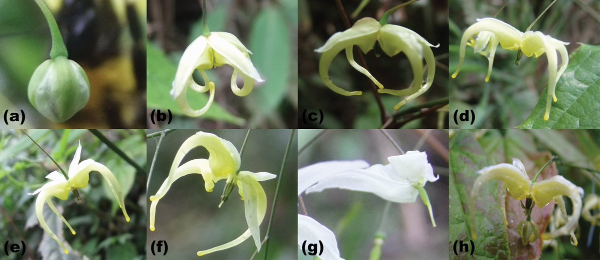 🎉🎉🎉Floral traits and pollination biology of Epimedium chlorandrum Stearn (#Berberidaceae）👉doi.org/10.1093/jpe/rt…