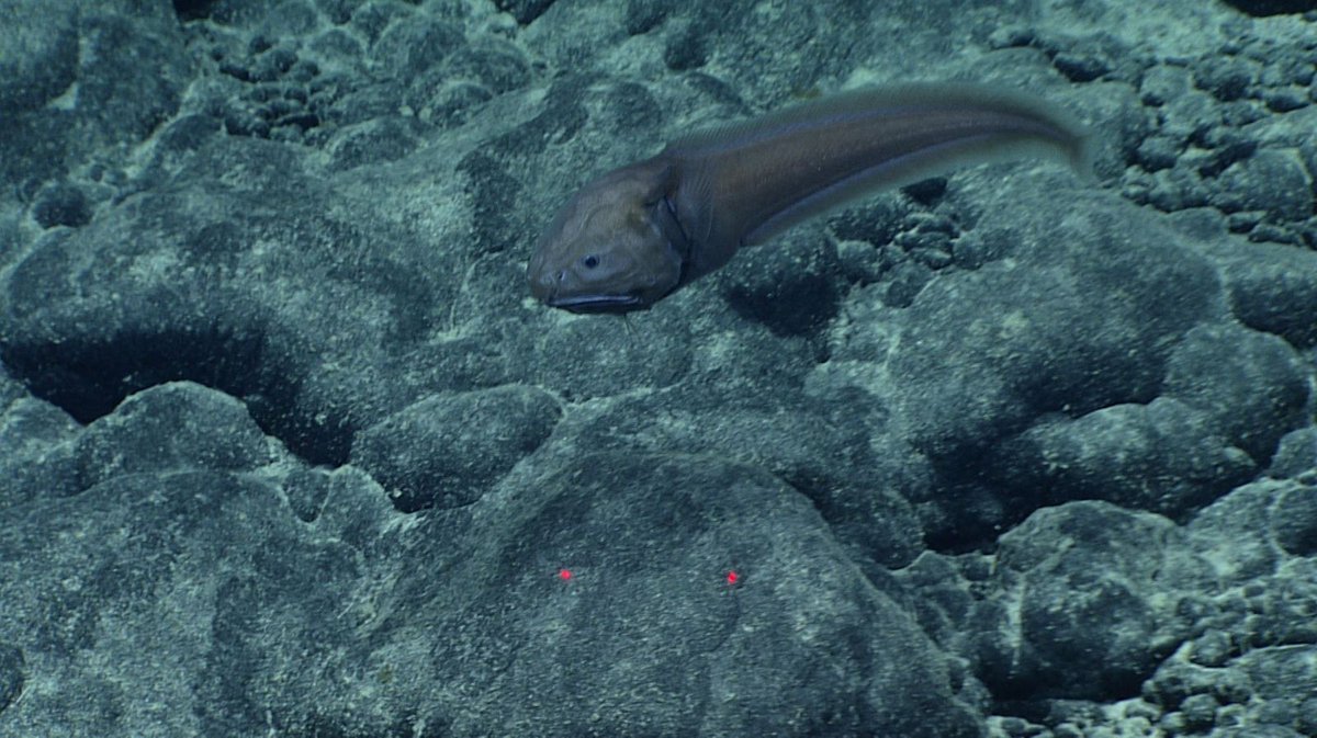TechnologyOrg's tweet photo. This is an assfish. And its name is not a joke. 
-
https://t.co/h6vgHLY6Vt
#species #fish #assfish #interestingfacts #oceans https://t.co/Cqyxl880wo