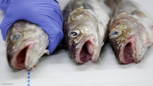 EfD_Chile's tweet photo. [HILO] Estudio muestra cuán amenazada está la pesca sostenible por la colusión. ¿Quieres saber más? 👇 (1/7)
(Foto: Bloomberg) https://t.co/UbMuu4cL6z