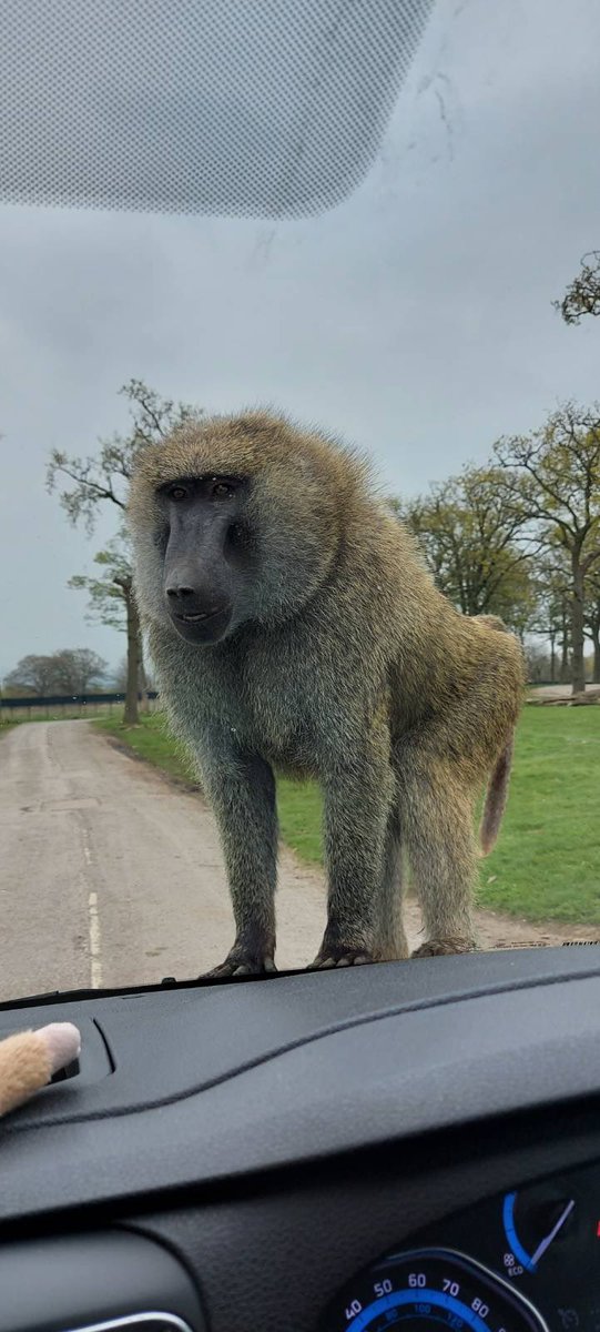 pumpinghearts's tweet photo. “Stop Monkeying Around” don’t delay if you are displaying any of the symptoms of #heartfailure
Breathlessness
Exhaustion
Ankle swelling
Time to speak to your G.P Surgery
 #BEATie visits @KnowsleySafari as part of our #BeatHF campaign. https://t.co/I5U2A6fJ1p