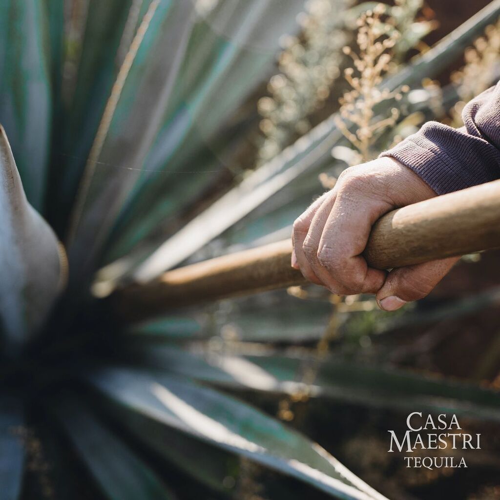 GranTequilas's tweet photo. 🍸📸@casamaestri All the hands that go through the creation process of #CasaMaestriTequila leave in our brand a bit of their essence for the passion of making tequila.

--
#casamaestri

Double Tap 🍸🍸 Me Gusta!
TAP BIO for More!
.
.
.
.
#grantequilas #tequila #margarita #ma… https://t.co/yLIb9sKeTH