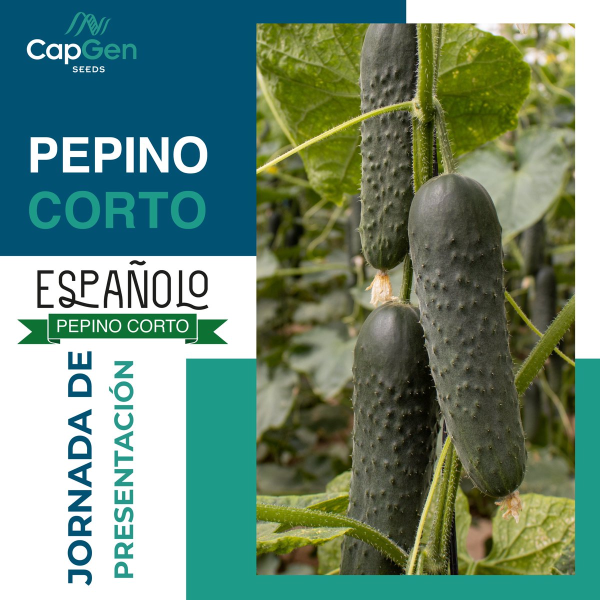CapgenSeeds's tweet photo. Rotundo éxito en la jornada de presentación del #pepinoCorto Españolo👌💯
Los asistentes coincidieron en que la #calidad del fruto, su #rendimiento continuo y los numerosos #rebrotes que presentaba eran los puntos fuertes de la variedad 🔝💥
Echa un vistazo a las #imágenes👇😊 https://t.co/keVMaqxK9e