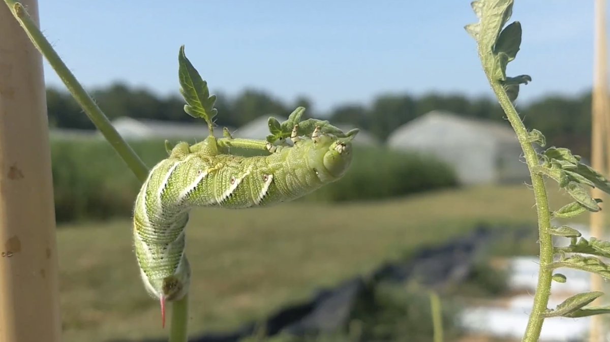 Amanda Meier tweet media