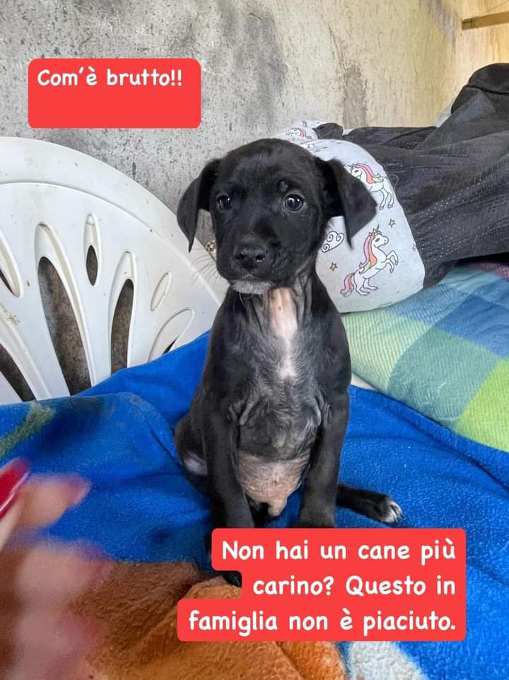 nebbianelsole's tweet photo. "Com’è brutto questo cane." 
"Ma ha la rogna???"
"No,mi dispiace ma questo cane ai miei figli non piace"
Queste sono solo alcune delle risposte che le volontarie ricevono ogni volta che propongono Pino. 
Tutto questo è ingiusto 😔😞
Il piccolo Pino è dolcissimo ed https://t.co/oVkbwZ5wSE