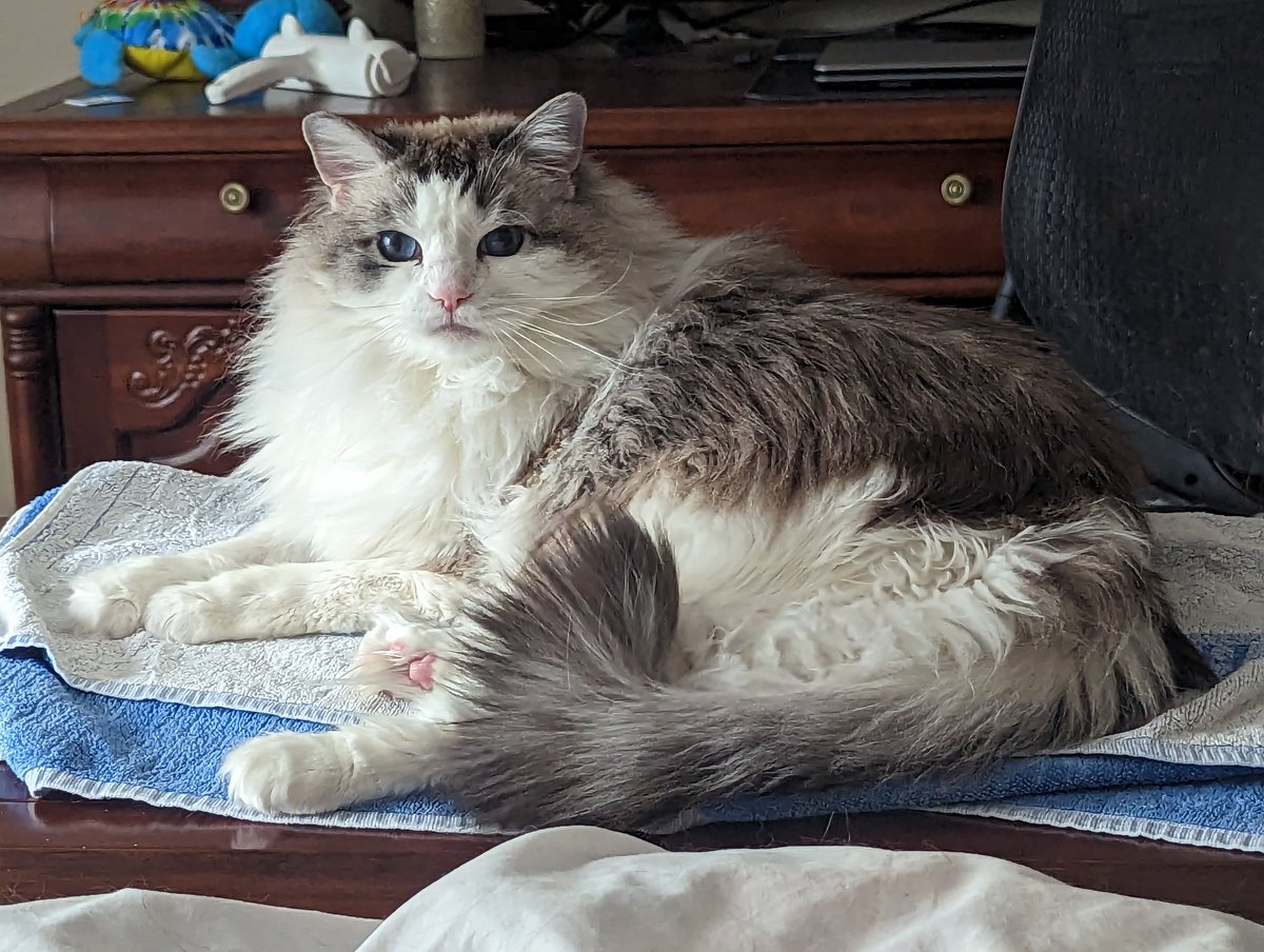 CocoMeow030 tweet media