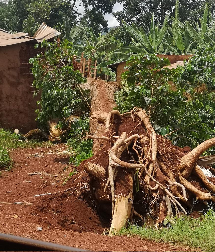 CommuneBusoni's tweet photo. 1. /3 Mu ntumbero yo gusanga abenegihugu ku kivi, musitanteri wa komine #Busoni @Badismas yagendeye abenegihugu bo ku mitumba ya #Karambo, #Kabanga na #Kididiri kugira yirabire ivyo imvura yarimwo umuyaga n'urubura yaraye yononye. @KirundoProvince https://t.co/J3dByypqed