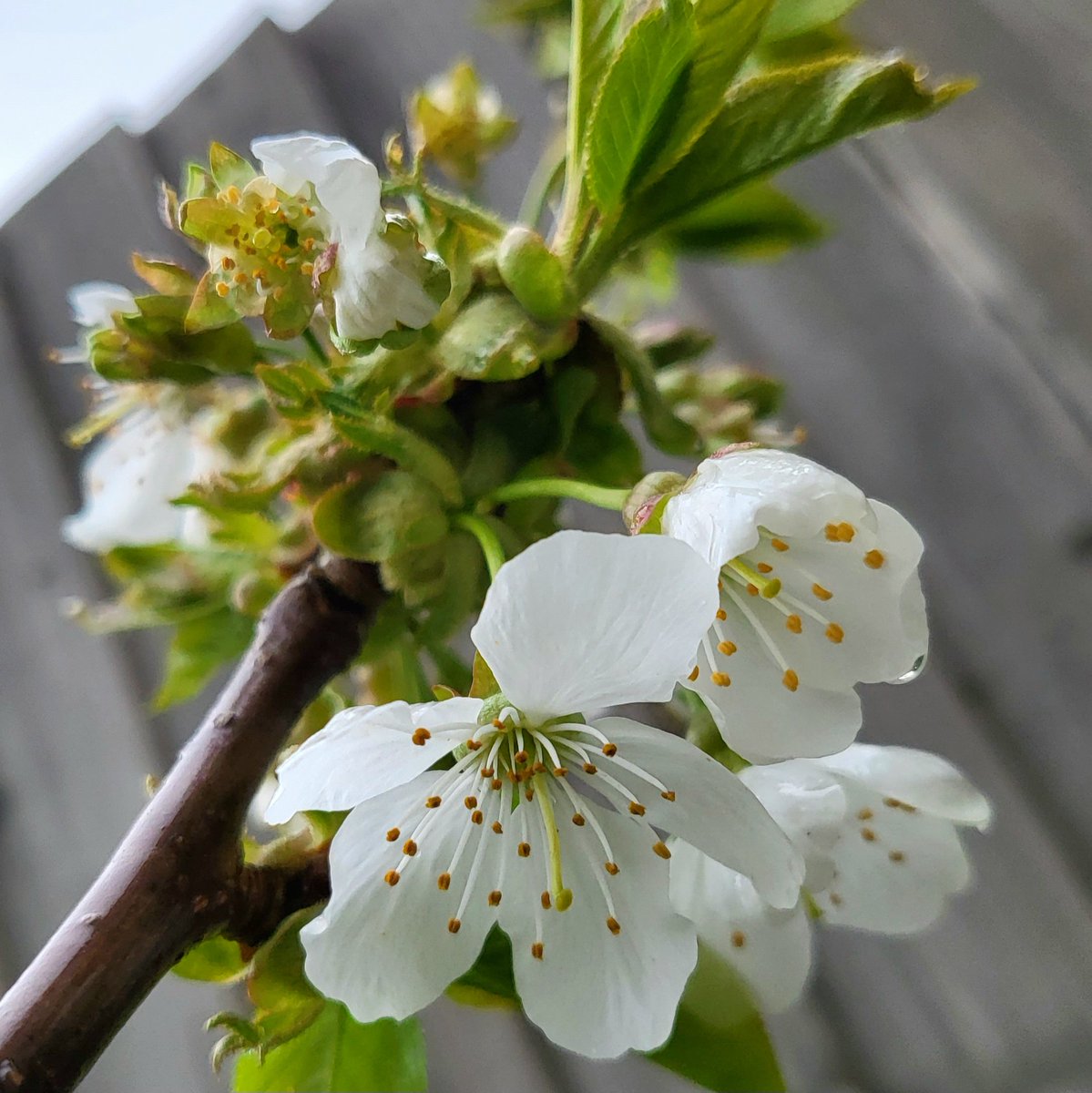 So, <a href="/Fruit_Watch/">FruitWatch</a>, <a href="/ChrisWyver33/">Chris Wyver</a> my apples 🍎 seem ahead on the flowering 🌸than my edible cherry🍒 Though cherry tree has had more leaves than flowers this year. Wonder what's going on with their #phenology 🤔 #citizenscientists please add your records to fruitwatch.org