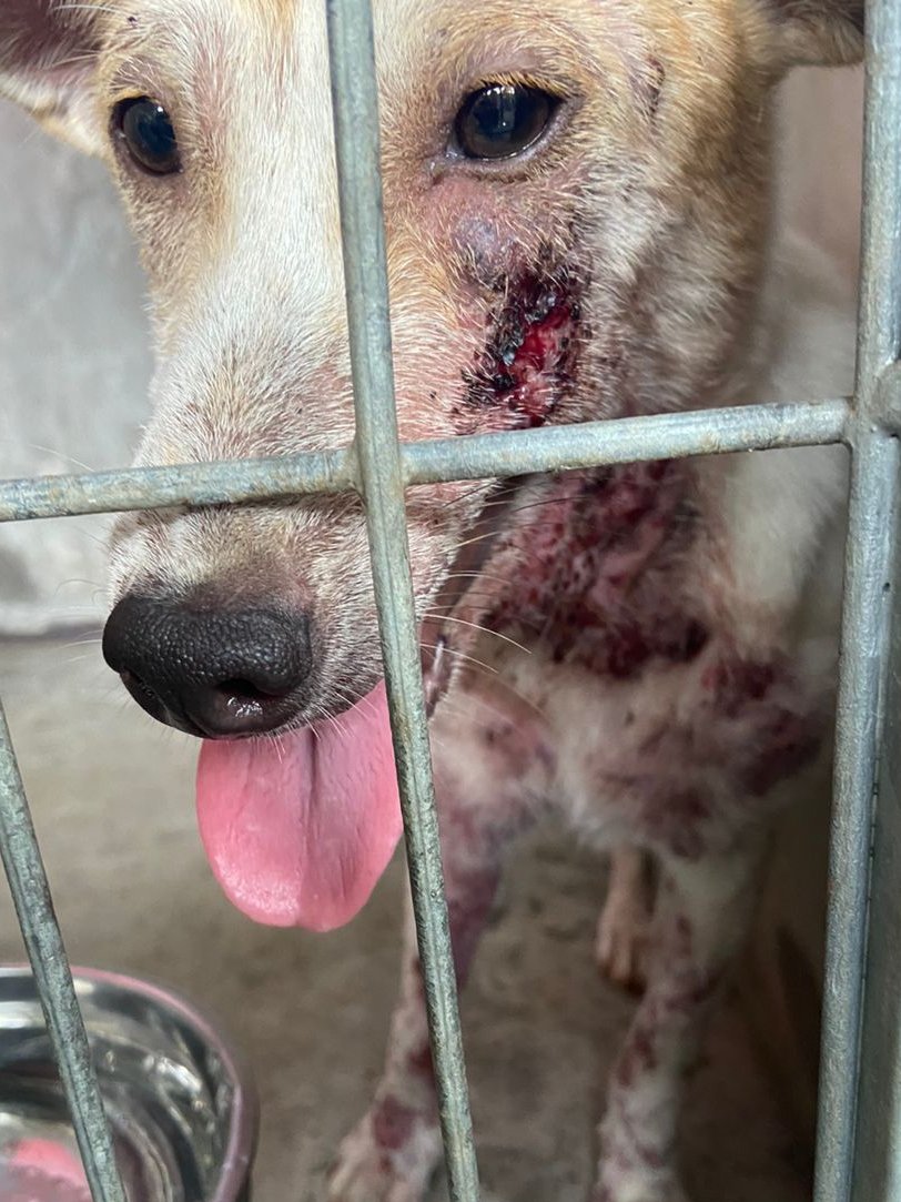 IAPWA's tweet image. 🚨APPEAL🚨 Margot has been rescued from the streets today. She's suffering with a severe case of demodectic mange, leaving her with bald patches, crusty scabs &amp;amp; painful open sores. In places, her skin is raw &amp;amp; bleeding 💔

We urgently need to raise donations for her treatment &amp;amp;…