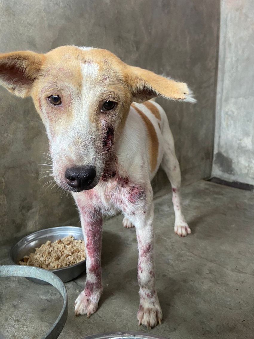 IAPWA's tweet image. 🚨APPEAL🚨 Margot has been rescued from the streets today. She's suffering with a severe case of demodectic mange, leaving her with bald patches, crusty scabs &amp;amp; painful open sores. In places, her skin is raw &amp;amp; bleeding 💔

We urgently need to raise donations for her treatment &amp;amp;…