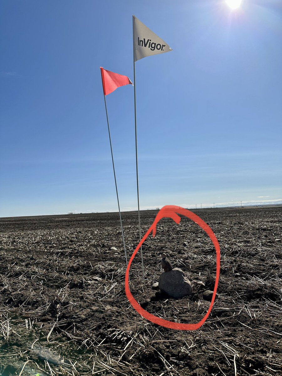 Needed to make it more fun when staking my <a href="/BASFAgSolutions/">BASF Agricultural Solutions Canada</a> #InVigor canola plot in this wind 😂