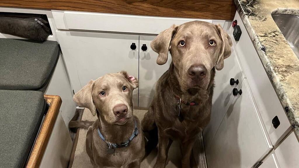 _MelissaArcher's tweet photo. The boys wait patiently for my return from the wedding 😂
📸 @harpsak
#silverlabs #labsofinstagram #puppiesofinstagram #dogsofinstagram #labradorretrievers #vanlife https://t.co/w0CgRxL3lt https://t.co/V41xy2LTN2