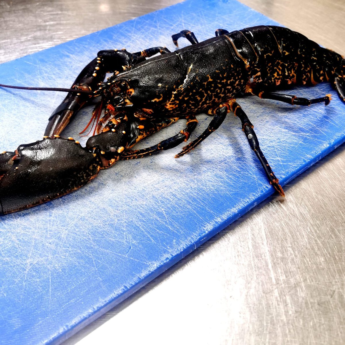 RoyAbra35073397's tweet photo. First lobster of the season 🦞🦞.
#supportlocalbusiness #localproduce #supportlocal #seafoodlover #strangfordlough #killyleagh #firstofseason #specialrequest #shellfishlover. @SmugglersTable @eastcoastseafoo @Microgreenway. https://t.co/QoLgfKD7w2