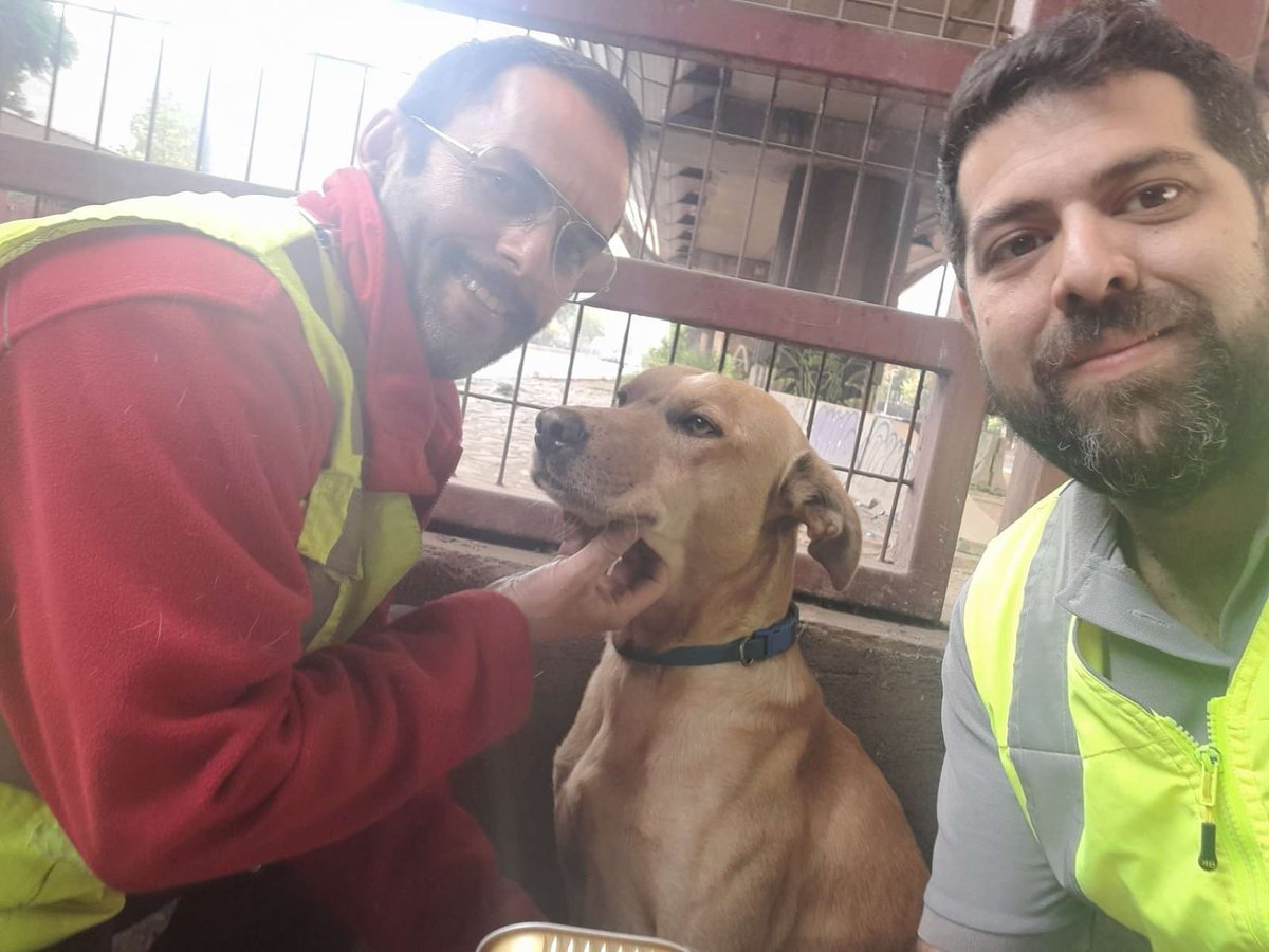 metrodesantiago's tweet photo. ¡Gracias, gracias! a nuestros equipos de tráfico y centro de control quienes lograron rescatar a este amigo perruno de la vía en Rodrigo de Araya línea 5 🤗❤️. Carlos Rodrigo (bautizado así luego de su rescate), será trasladado al doctor de animalitos 🐕 https://t.co/vGkbaJiFQ0