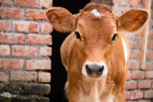Wanda McCormick (@wandamccormick) on Twitter photo We're recruiting! Growing student numbers mean we are after a new #Lecturer in #AnimalHealth to join us <a href="/Hartpury/">Hartpury University and Hartpury College</a> University. Closes 25th May 23. Details: tinyurl.com/msfux5x6 Please RT #anatomy #physiology #biochemistry #animaldisease We're recruiting! Growing student numbers mean we are after a new #Lecturer in #AnimalHealth to join us <a href="/Hartpury/">Hartpury University and Hartpury College</a> University. Closes 25th May 23. Details: tinyurl.com/msfux5x6 Please RT #anatomy #physiology #biochemistry #animaldisease