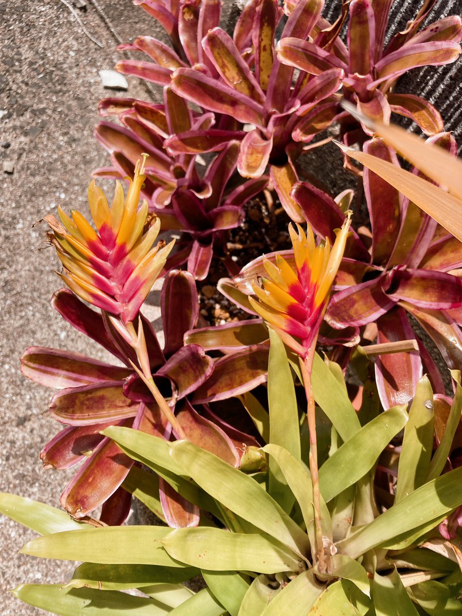家やお隣さんの庭の草花が綺麗なこの頃。仕事の合間に癒されすぎて気持ちがのびやかになる。
体調管理が難しい季節だけどとても好き。
町はもうすぐ陶器市🎪