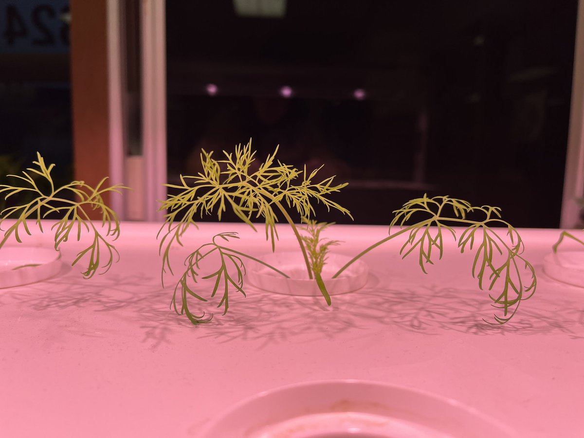 Hydroponics is kinda a big DILL! See what I did there?! We’ve got some new seeds sprouting in Room 324! Dill, chamomile, and lemon balm! <a href="/rbrea9/">RBR EA</a>