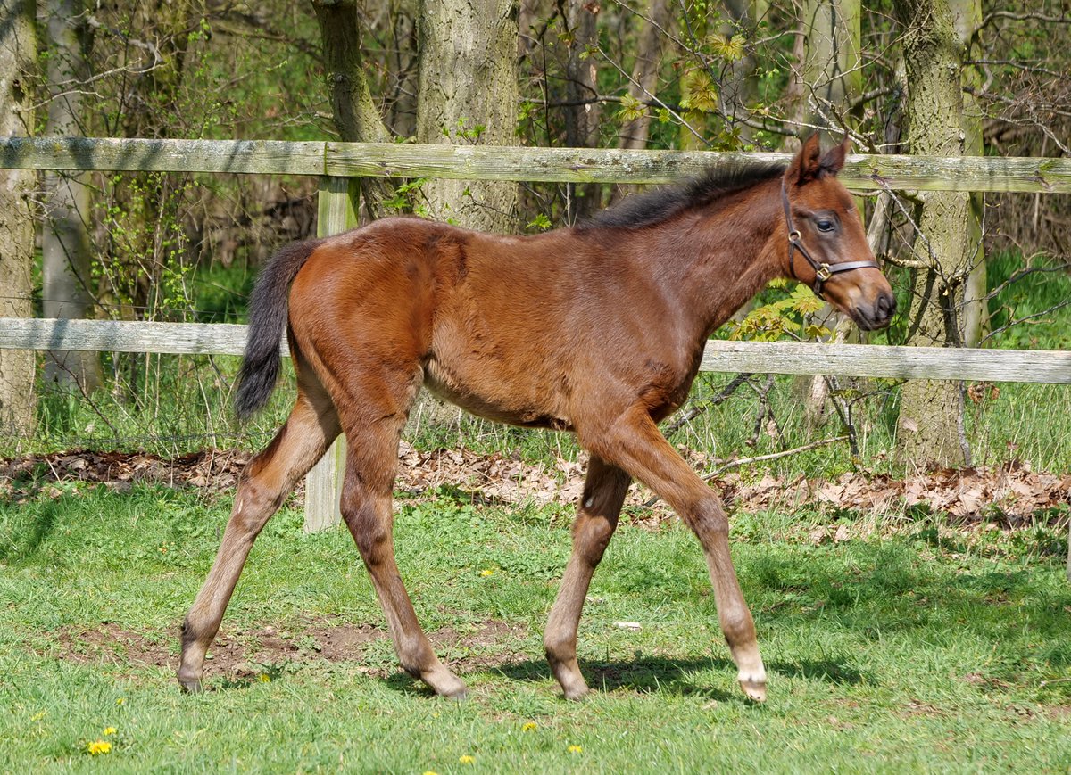 WatershipStud's tweet photo. #TooDarnHot 🔥foal making flames!
This colt foal is o/o Mr Geffen's wonderful G2 Lancashire Oaks W, The Black Princess. This is her 3rd foal, her first a colt by Dubawi, she has a yearling full-brother to this colt &amp; returns to TDH for 2023!👏
#BreedingSuccess #BreedingChampions https://t.co/3nzE5mbSgO