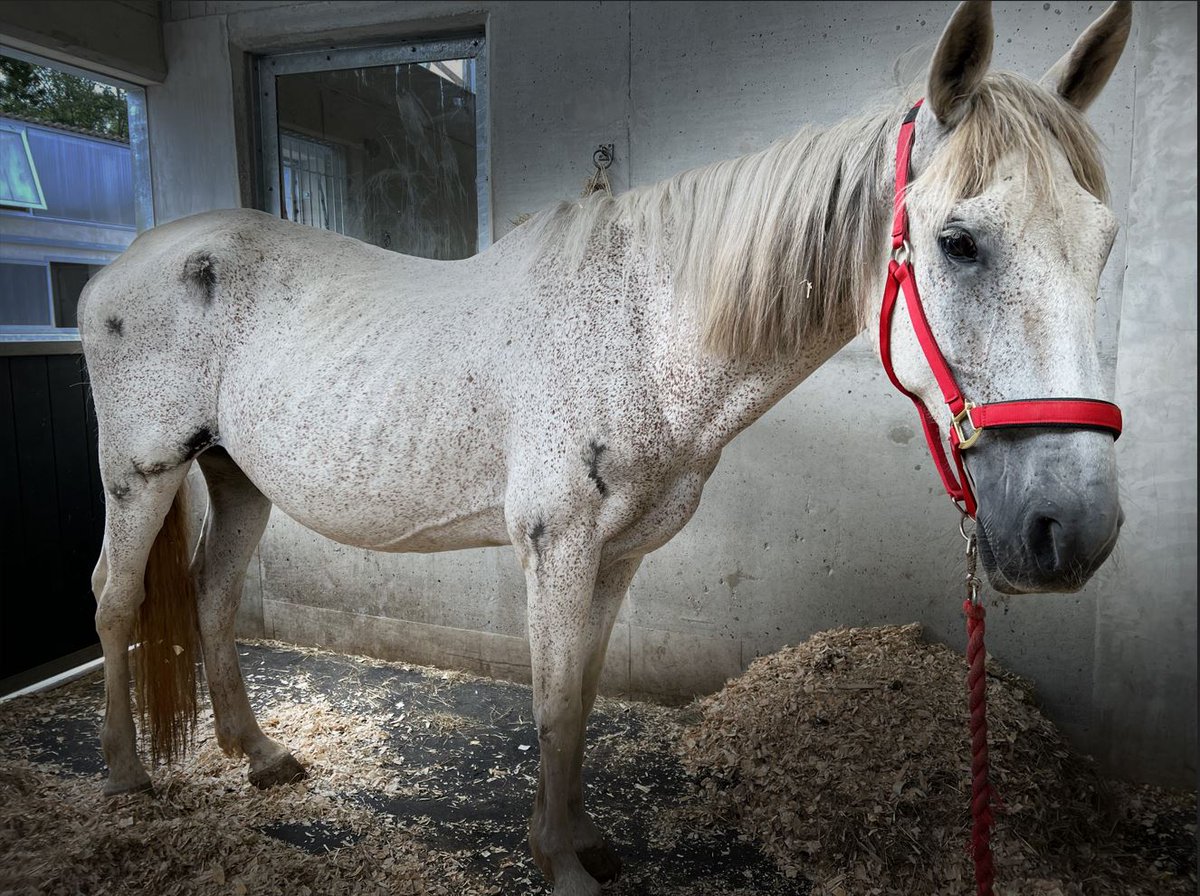 Hugo and Gabriel's shocking case shows how animal #rescue charities are needed more than ever 🙌 Devon's @themareandfoal warns of risk to #horse welfare as costs soar 🐴👉 devonlive.com/news/devon-new… #equine #equinehour #equestrian #horses #horsehour #horsechathour #horsesoftwitter