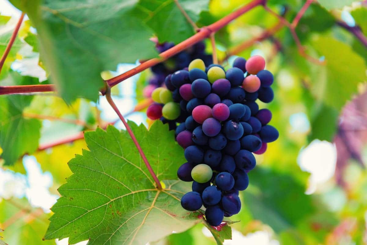 Islandwinestore's tweet image. &quot;Veraison&quot; is a critical stage in grape ripening when berries change color, soften, and accumulate sugar. It signals the transition from grape growth to maturation and helps winemakers predict the optimal harvest time for each variety. 🍇🍷

#wine #winelover #winegrape #wines