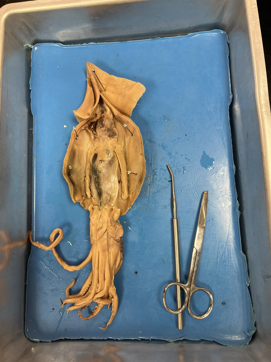 Squid dissection day on bring your children to work day! Hoping to inspire the next generation of scientists!! <a href="/rbrea9/">RBR EA</a> <a href="/rbrhs/">RBRHS Updates</a> #walkingreatness