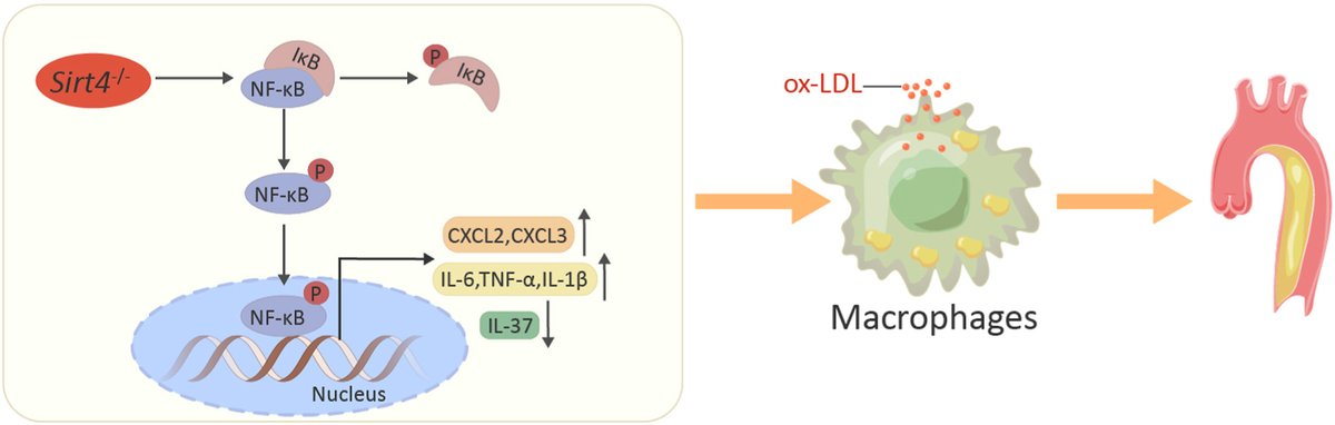 ATHjournal's tweet photo. #Sirt4 deficiency promotes the development of #atherosclerosis by activating the NF-κB/IκB/CXCL2/3 pathway
@ELS_Cardiology @society_eas #CardioTwitter
https://t.co/lIDnpKa7sQ https://t.co/ILqWLdqYV0