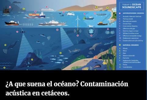 patriquipe's tweet photo. Anímate a leer la sexta entrada “¿A que suena el océano? Contaminación acústica en cetáceos” en la que Rorcu no se rinde y lucha por la supervivencia a pesar de las amenazas que encuentra. #EstrategiasMarinas #Descriptor11 #RudioMarino #cetaceos
https://t.co/jVsYkKhCcS https://t.co/KIIgvksNgt