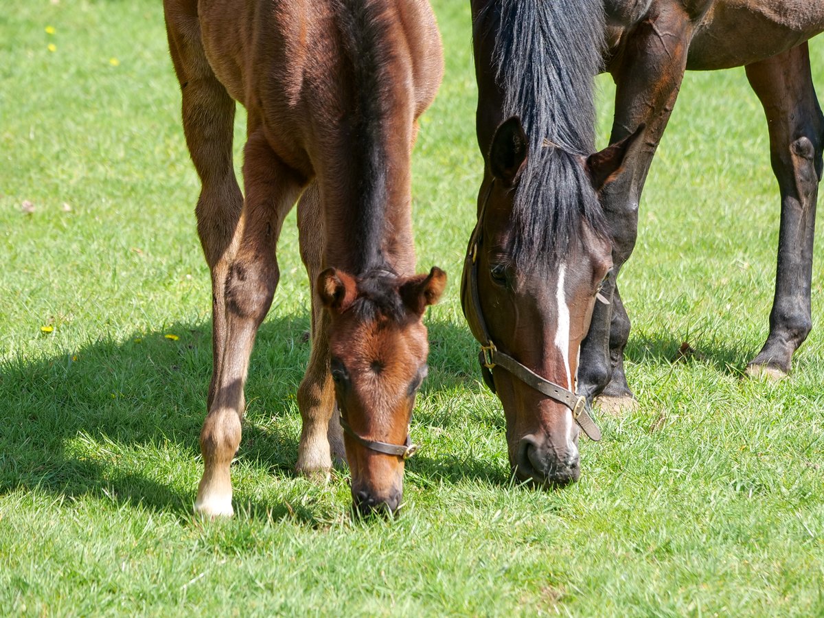 WatershipStud's tweet photo. #TooDarnHot 🔥foal making flames!
This colt foal is o/o Mr Geffen's wonderful G2 Lancashire Oaks W, The Black Princess. This is her 3rd foal, her first a colt by Dubawi, she has a yearling full-brother to this colt &amp; returns to TDH for 2023!👏
#BreedingSuccess #BreedingChampions https://t.co/3nzE5mbSgO