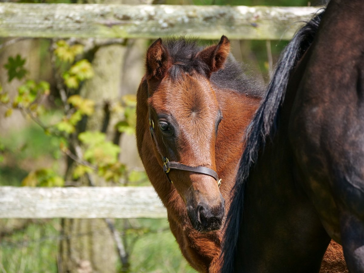 WatershipStud's tweet photo. #TooDarnHot 🔥foal making flames!
This colt foal is o/o Mr Geffen's wonderful G2 Lancashire Oaks W, The Black Princess. This is her 3rd foal, her first a colt by Dubawi, she has a yearling full-brother to this colt &amp; returns to TDH for 2023!👏
#BreedingSuccess #BreedingChampions https://t.co/3nzE5mbSgO