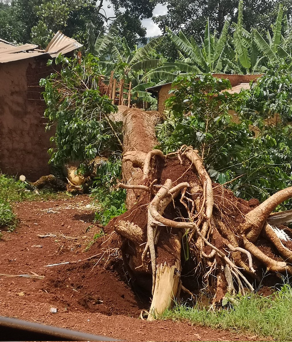 CommuneBusoni's tweet photo. 1. /3 Mu ntumbero yo gusanga abenegihugu ku kivi, musitanteri wa komine #Busoni @Badismas yagendeye abenegihugu bo ku mitumba ya #Karambo, #Kabanga na #Kididiri kugira yirabire ivyo imvura yarimwo umuyaga n'urubura yaraye yononye. @KirundoProvince https://t.co/gyu83nekrs