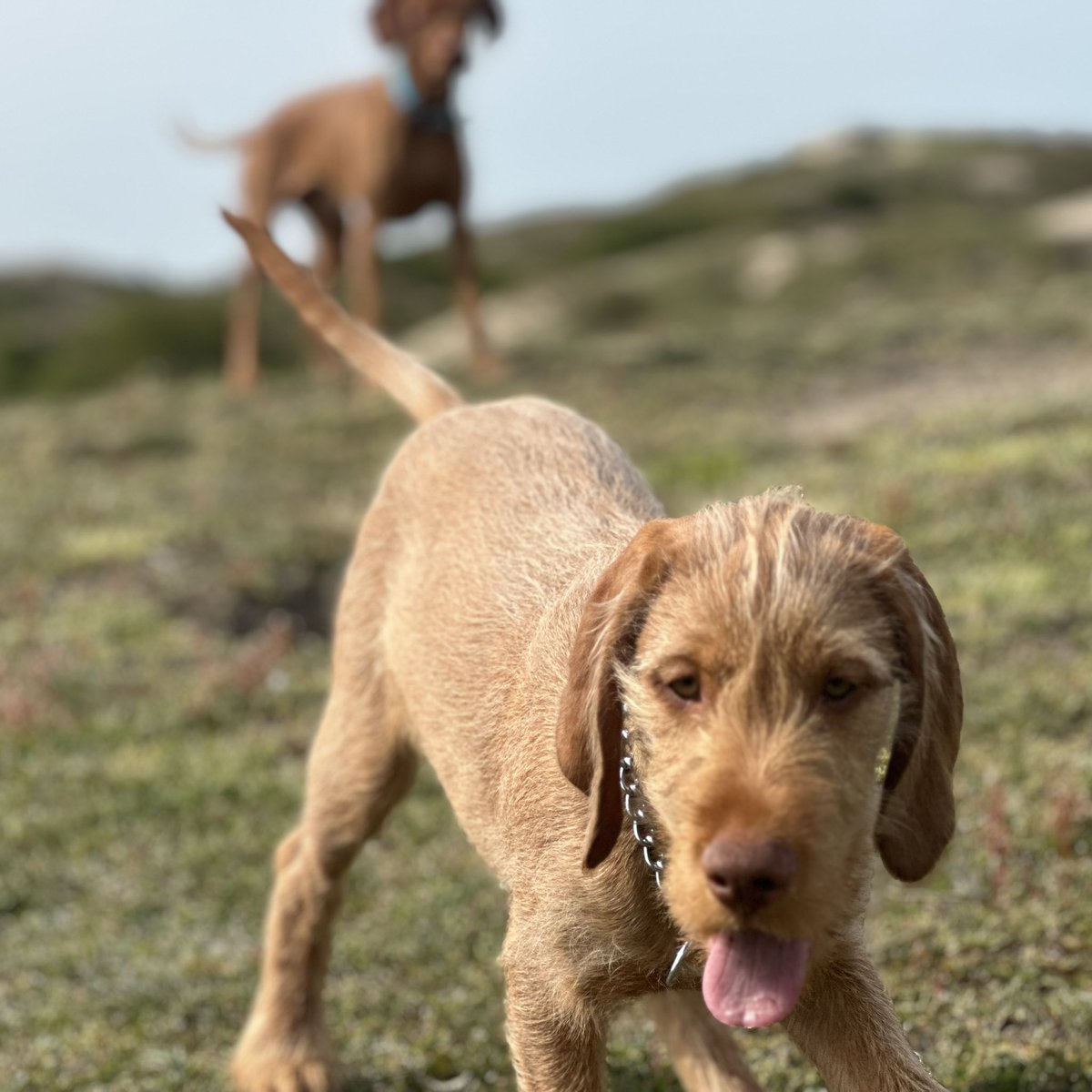 Stage1Team's tweet photo. RT @PLAYERUNKNOWN: oscar 🐾 https://t.co/rDr9igG4HY