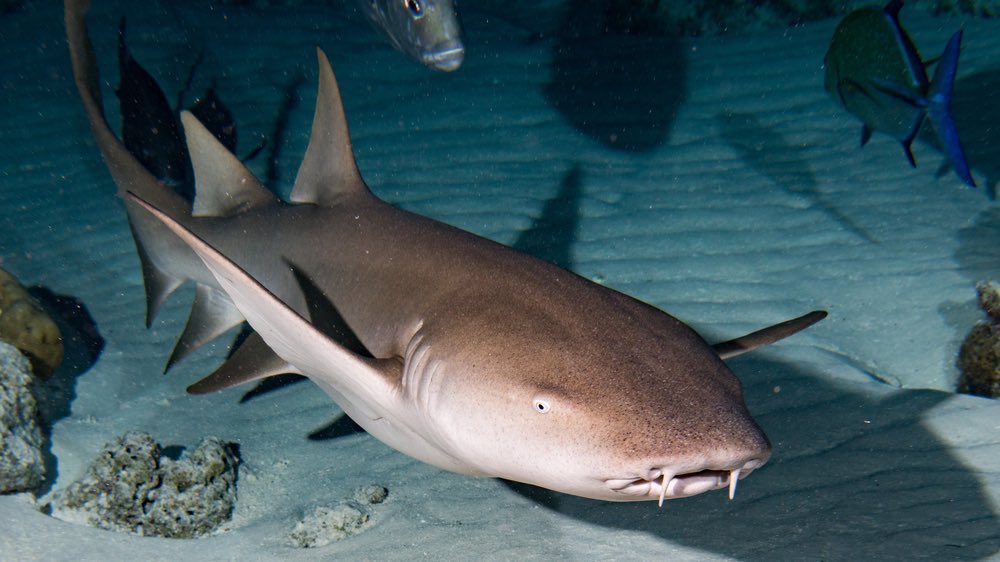 Ukraine Battle Map on Twitter "crazyclipsonly That's a nurse shark