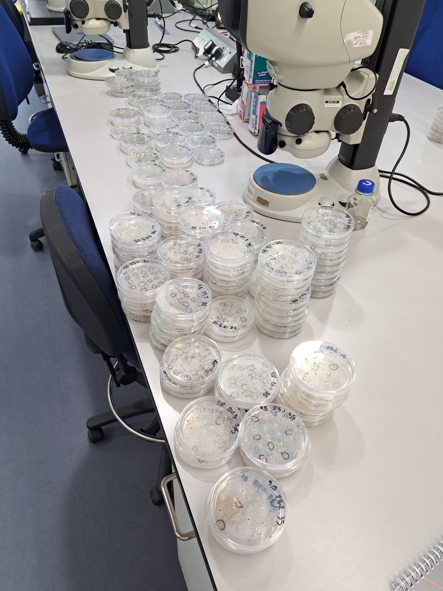 cropsandbops's tweet photo. finished the last batch of heat stress trials today! moving onto genome sizing, gene expression and drought stress next ☀️ 🌧 #sscpdtp #kewscience https://t.co/tEsPCofdM3